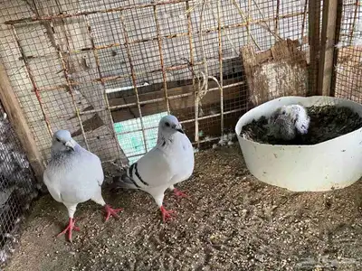 زاجل وقطيفي للبيع 12