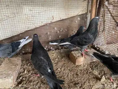 زاجل وقطيفي للبيع 8