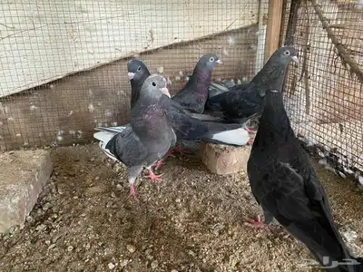 زاجل وقطيفي للبيع 6