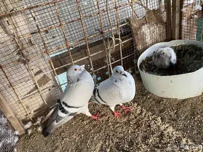 زاجل وقطيفي للبيع 13