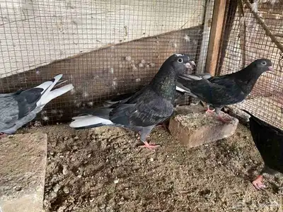 زاجل وقطيفي للبيع 0