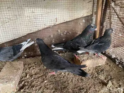زاجل وقطيفي للبيع 1