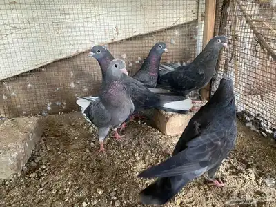 زاجل وقطيفي للبيع 3