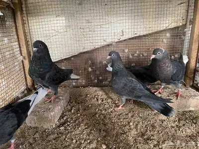 زاجل وقطيفي للبيع 9