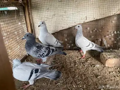 زاجل وقطيفي للبيع 22