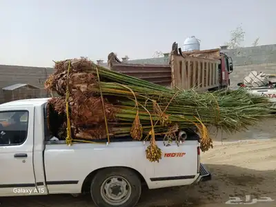 السلام عليكم ورحمه الله وبركاته عندنا نخل طيب متواجد في مكه 0