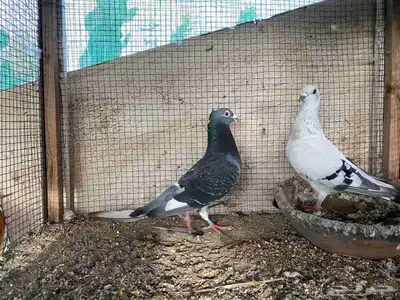 زاجل وقطيفي للبيع 14