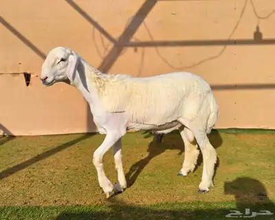 مشروع فحل حري فاخر 5
