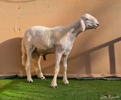 مشروع فحل حري فاخر 3