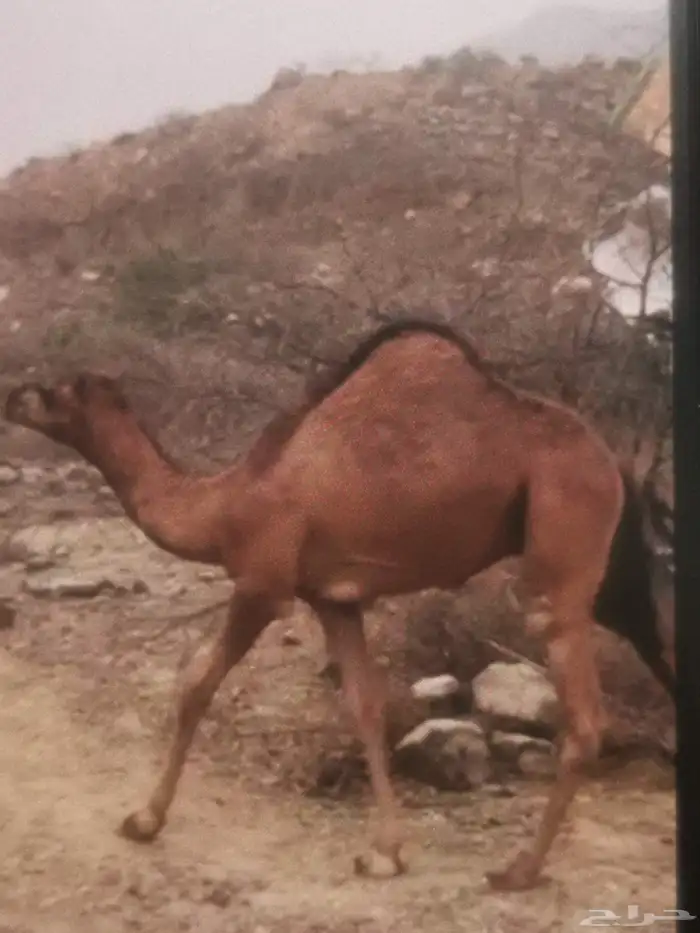 قعدان للبيع عدد 8 0