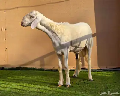 مشروع فحل حري فاخر 8