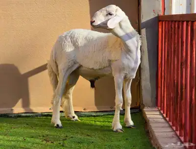مشروع فحل حري فاخر 6
