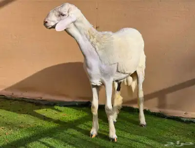 مشروع فحل حري فاخر 1