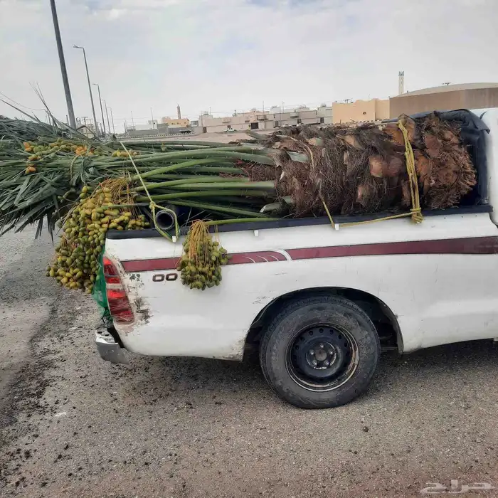 نخيل البيع القوعيه الرويضه حلبان مزعل 2