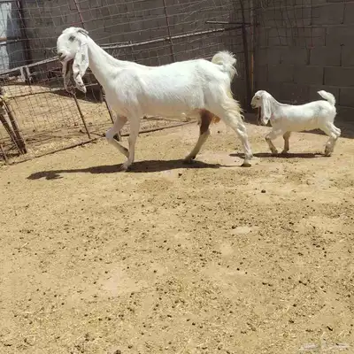 عنز. مطوره. حدرها جفره سن سدس عمر الجفر شهر أو أقل 3