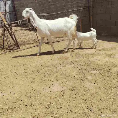 عنز. مطوره. حدرها جفره سن سدس عمر الجفر شهر أو أقل 2