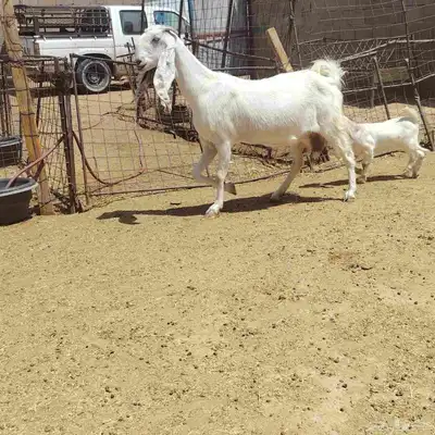 عنز. مطوره. حدرها جفره سن سدس عمر الجفر شهر أو أقل 1