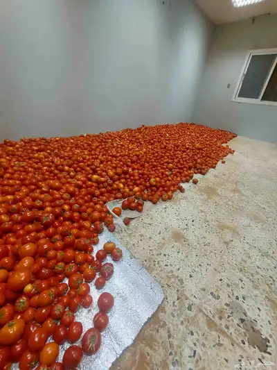 طماط من المشروع انتاج اليوم عدد100فلينه 4