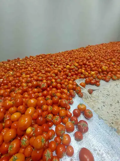 طماط من المشروع انتاج اليوم عدد100فلينه 1