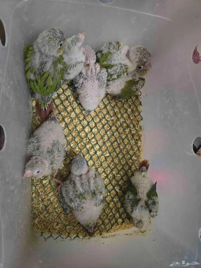 فروخ كنيور و فروخ كروان 1