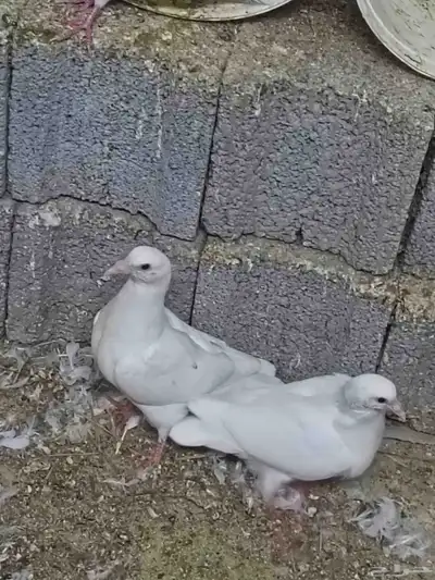 حمام فرنسي وسلفر وجوز مصري سوبر حامبو 1