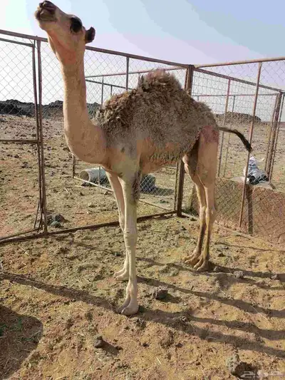 قعود تحت امه 0