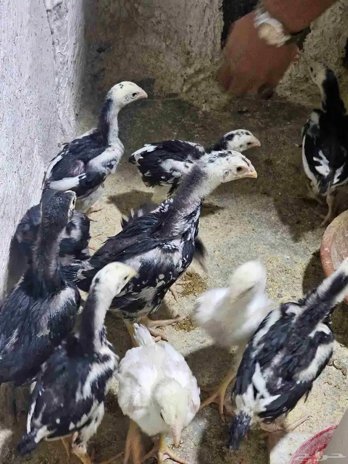 صوص شامو الماني هزاز 4