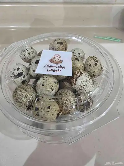 بيض سمان (فري) 1