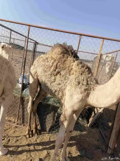 قعود تحت امه 2