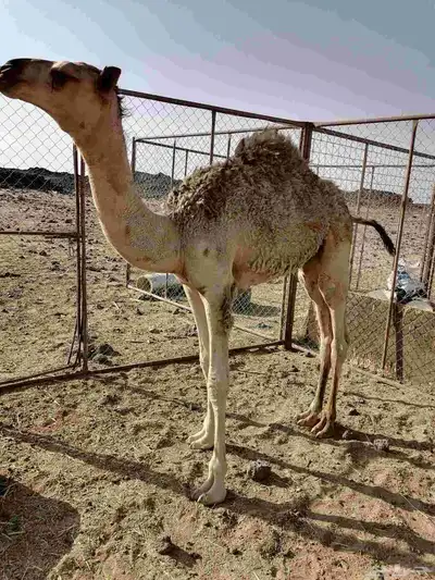 قعود تحت امه 1
