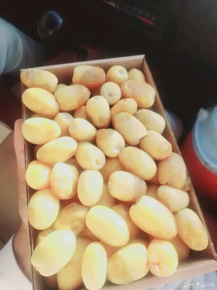 يوجد عمال خراف. خبره 2