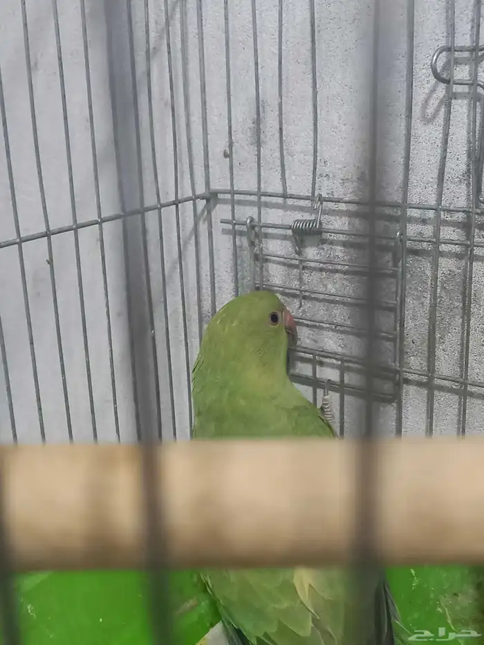 فرخ دره هندي مفطوم00فخم 2