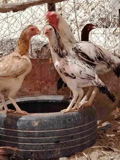 ديك فارسي وديك باكستاني ودجاج باكستاني واحده منهم فارسي 0