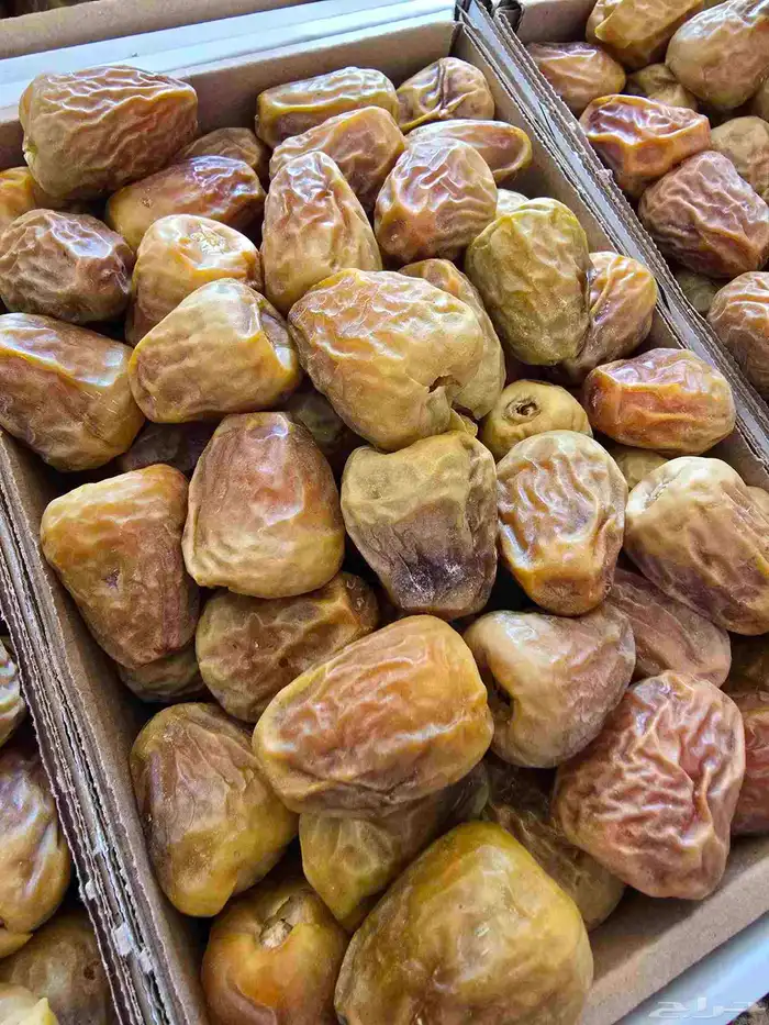 سكري مفتل خراف اليوم 0