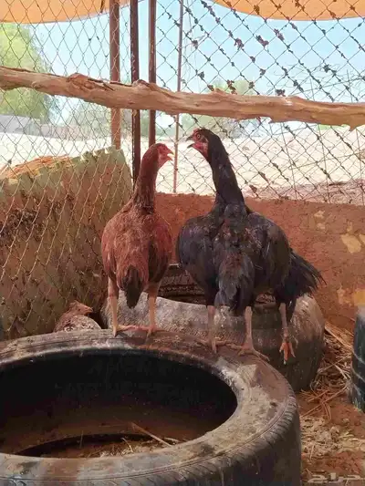ديك فارسي وديك باكستاني ودجاج باكستاني واحده منهم فارسي 4