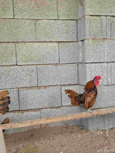 دجاج سبرايت 1