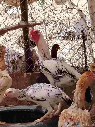 ديك فارسي وديك باكستاني ودجاج باكستاني واحده منهم فارسي 5
