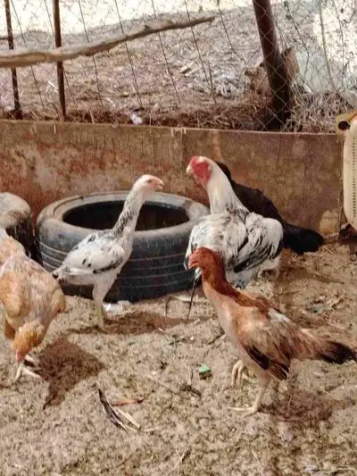 ديك فارسي وديك باكستاني ودجاج باكستاني واحده منهم فارسي 7