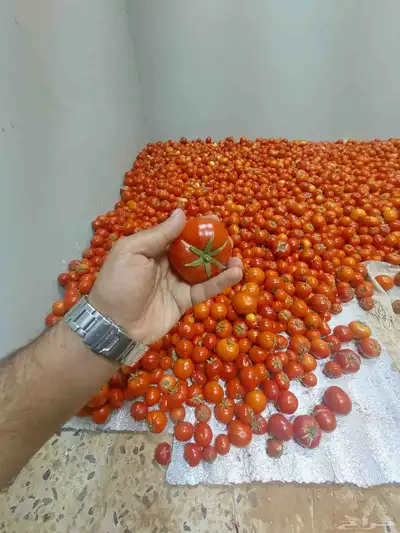 طماط من المشروع انتاج اليوم عدد100فلينه 6