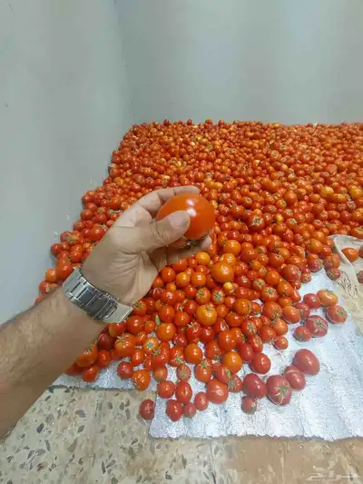 طماط من المشروع انتاج اليوم عدد100فلينه 5