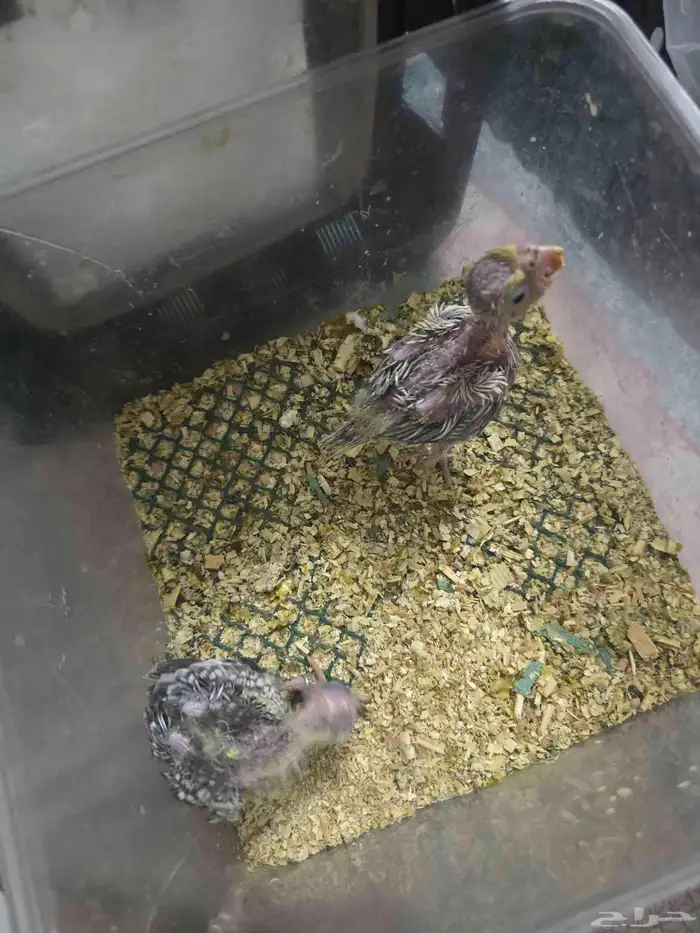 فروخ كنيور و فروخ كروان 3