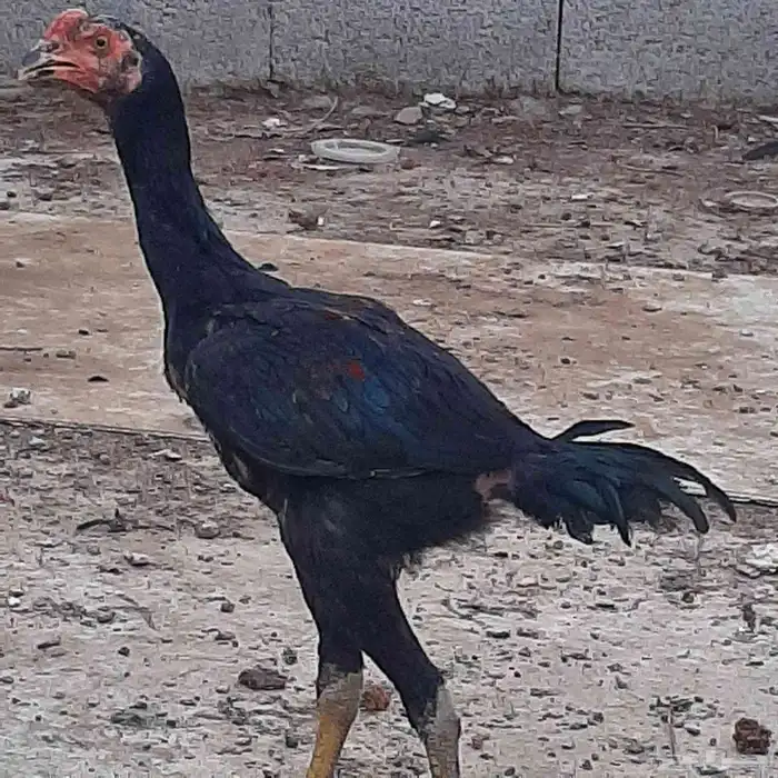 سنود للبيع 0