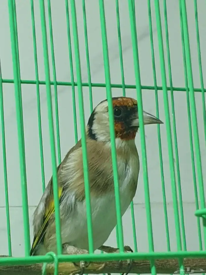 ذكري حسون بلدي تشرين 3