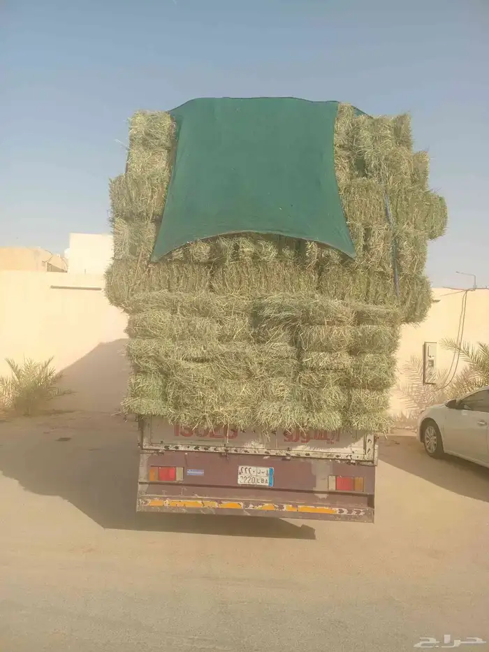 الرياض. رودس. طيب. مره. العدد. 250. حبه. واصل. اي. 1