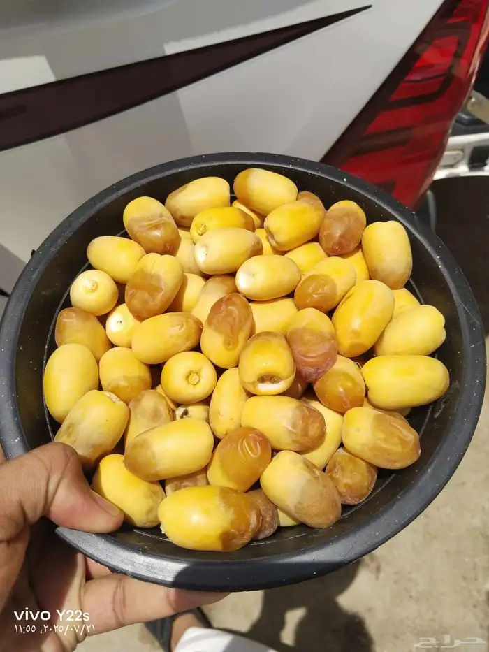 خلاص الحوطه دخيني سلج شيشي سكري مناصيف 0