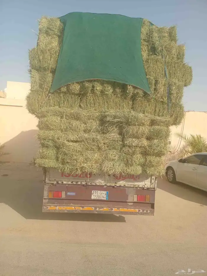 الرياض. رودس. طيب. مره. العدد. 250. حبه. واصل. اي. 0