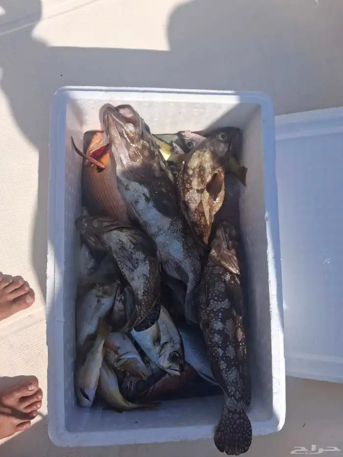 إليك أفضل الخيارات لرحلات صيد  والسباحة في جزيرة بياضة 0