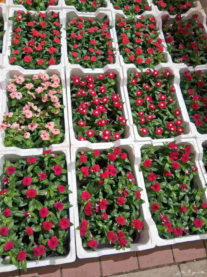 تنسيق الحدائق تر يب 0