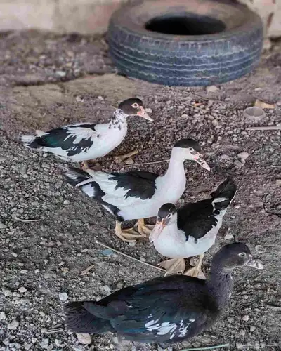 4 بط 1