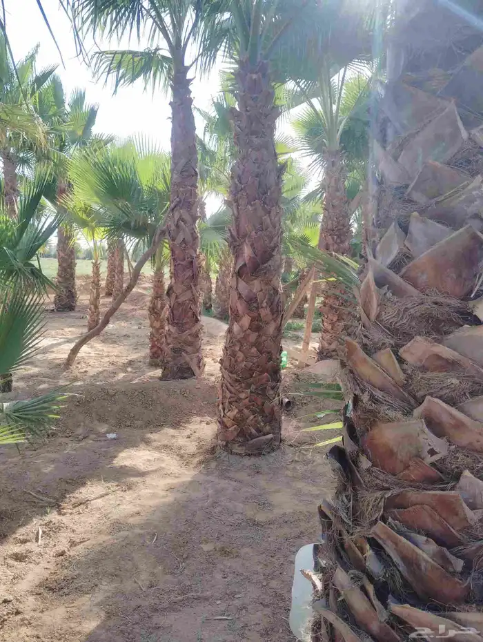 يوجد لدينا جميع انواع انخيل 8